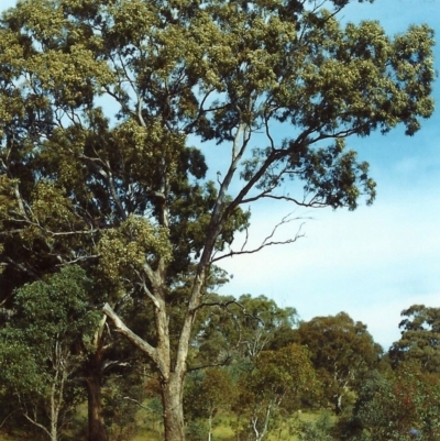 Eucalyptus melliodora (Yellow Box) at Tuggeranong Hill - 16 Dec 1999 by michaelb