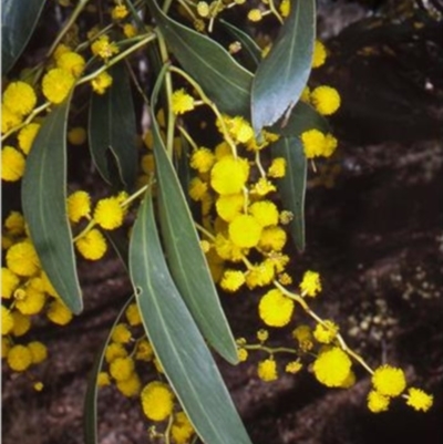 Acacia pycnantha (Golden Wattle) at Mount Jerrabomberra QP - 22 Aug 2006 by BettyDonWood