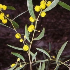 Acacia verniciflua (Varnish Wattle) at Yambulla State Forest - 6 Aug 1998 by BettyDonWood