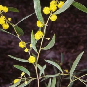 Acacia verniciflua at Yambulla, NSW - 6 Aug 1998 12:00 AM