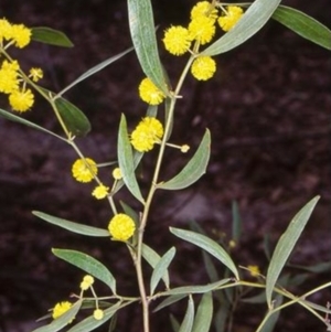 Acacia verniciflua at Yambulla, NSW - 6 Aug 1998