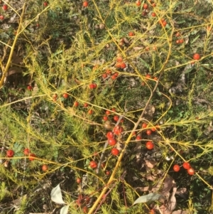 Asparagus officinalis at Ainslie, ACT - 16 May 2015