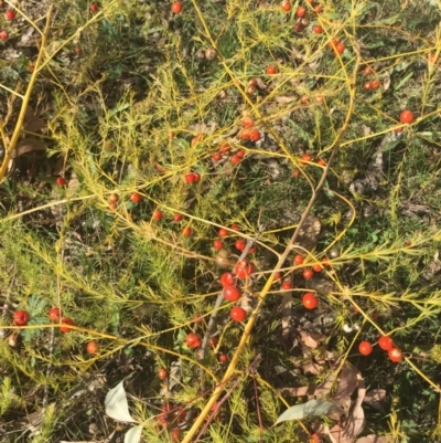 Asparagus officinalis (Asparagus) at Mount Ainslie - 16 May 2015 by AaronClausen