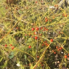 Asparagus officinalis at Ainslie, ACT - 16 May 2015