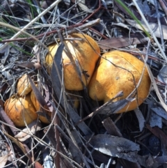 Gymnopilus junonius (Spectacular Rustgill) at Canberra Central, ACT - 16 May 2015 by AaronClausen