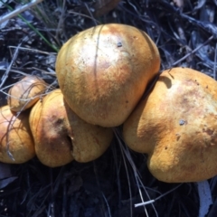 Gymnopilus junonius at Canberra Central, ACT - 16 May 2015 11:53 AM