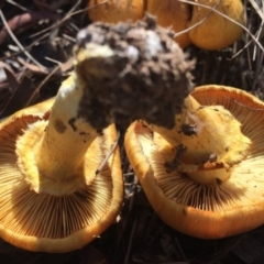 Gymnopilus junonius at Canberra Central, ACT - 16 May 2015