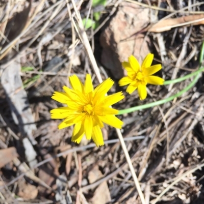 Hypochaeris radicata (Cat's Ear, Flatweed) at Canberra Central, ACT - 16 May 2015 by AaronClausen
