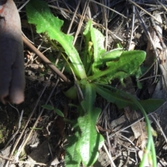 Hypochaeris radicata at Canberra Central, ACT - 16 May 2015 12:01 PM