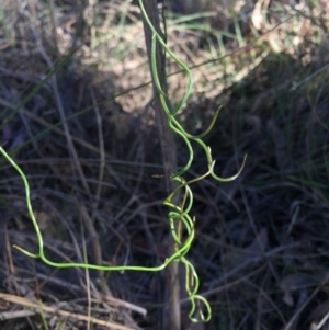 Thysanotus patersonii at Canberra Central, ACT - 16 May 2015