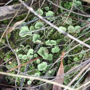 Cladonia sp. (genus) at Canberra Central, ACT - 16 May 2015