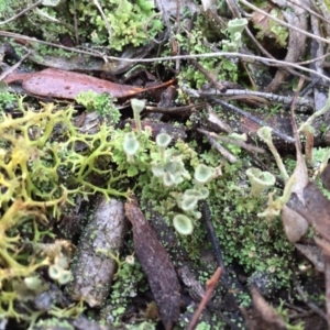 Cladonia sp. (genus) at Canberra Central, ACT - 16 May 2015