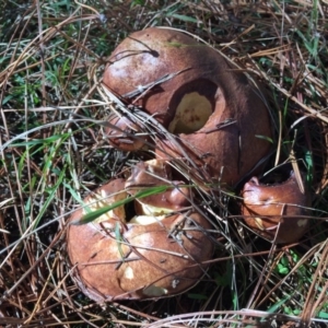 Suillus sp. at Majura, ACT - 16 May 2015 12:20 PM