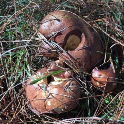 Suillus sp. (A bolete ) at Majura, ACT - 16 May 2015 by AaronClausen