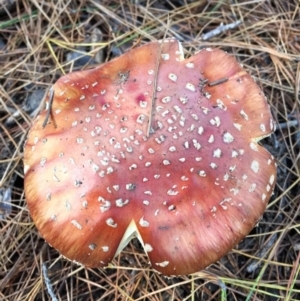 Amanita muscaria at Majura, ACT - 16 May 2015