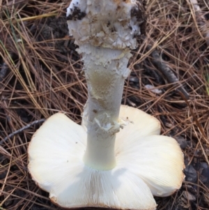 Amanita muscaria at Majura, ACT - 16 May 2015