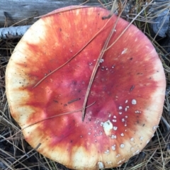 Amanita muscaria (Fly Agaric) at Majura, ACT - 16 May 2015 by AaronClausen