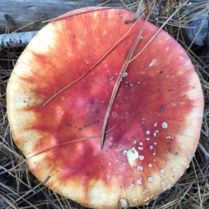 Amanita muscaria at Majura, ACT - 16 May 2015 12:26 PM