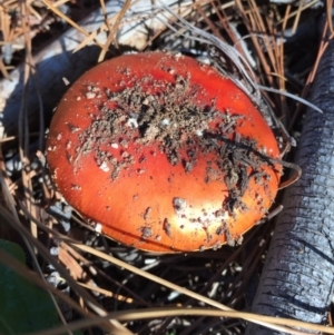 Amanita muscaria at Majura, ACT - 16 May 2015 12:27 PM