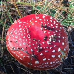 Amanita muscaria at Majura, ACT - 16 May 2015 12:27 PM