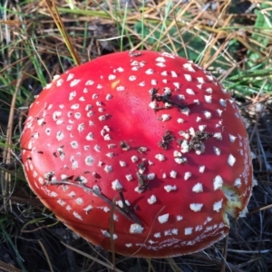 Amanita muscaria at Majura, ACT - 16 May 2015 12:27 PM