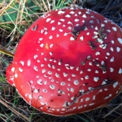 Amanita muscaria at Majura, ACT - 16 May 2015