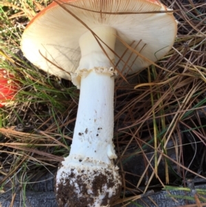 Amanita muscaria at Majura, ACT - 16 May 2015 12:27 PM