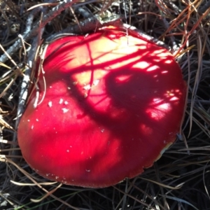 Amanita muscaria at Majura, ACT - 16 May 2015