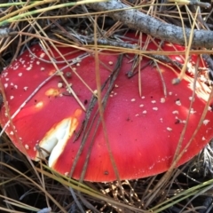 Amanita muscaria at Majura, ACT - 16 May 2015