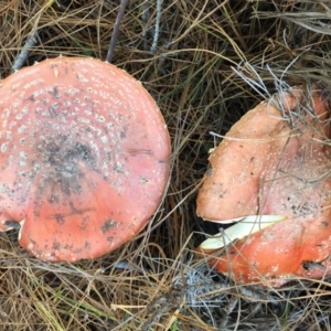 Amanita muscaria at Majura, ACT - 16 May 2015