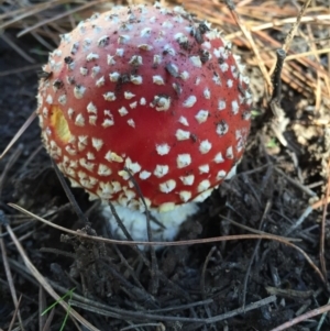 Amanita muscaria at Majura, ACT - 16 May 2015 12:32 PM