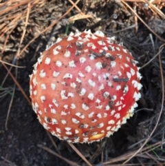 Amanita muscaria at Majura, ACT - 16 May 2015 12:32 PM