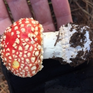 Amanita muscaria at Majura, ACT - 16 May 2015