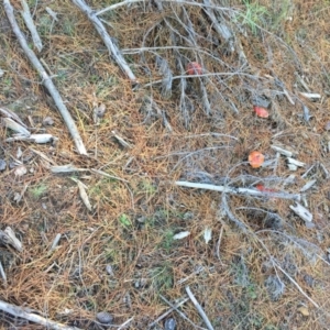 Amanita muscaria at Majura, ACT - 16 May 2015 12:37 PM