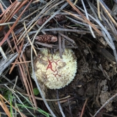 Amanita muscaria at Majura, ACT - 16 May 2015 12:37 PM