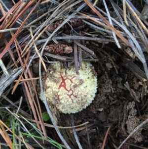 Amanita muscaria at Majura, ACT - 16 May 2015