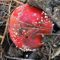 Amanita muscaria at Majura, ACT - 16 May 2015 12:37 PM