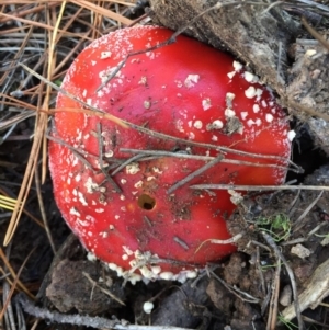 Amanita muscaria at Majura, ACT - 16 May 2015 12:37 PM