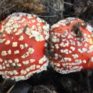 Amanita muscaria at Majura, ACT - 16 May 2015 12:37 PM