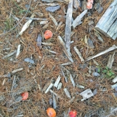 Amanita muscaria at Majura, ACT - 16 May 2015 12:37 PM