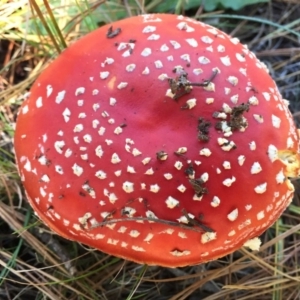 Amanita muscaria at Majura, ACT - 16 May 2015 07:58 PM