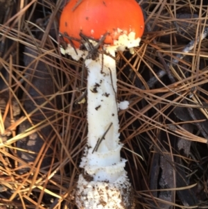 Amanita muscaria at Majura, ACT - 16 May 2015 07:59 PM