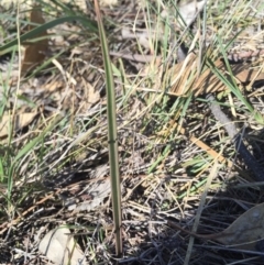 Thelymitra sp. (A Sun Orchid) at Majura, ACT - 17 May 2015 by AaronClausen