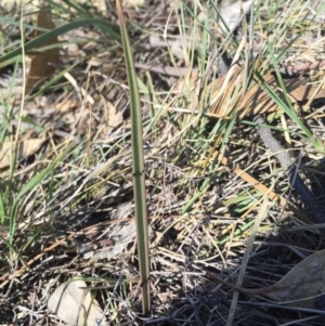 Thelymitra sp. at Majura, ACT - 17 May 2015