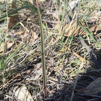 Thelymitra sp. (A Sun Orchid) at Mount Majura - 17 May 2015 by AaronClausen