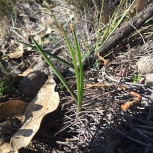 Thelymitra sp. at Majura, ACT - 17 May 2015