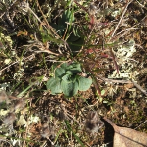 Hymenochilus sp. at Majura, ACT - suppressed