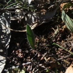 Caladenia actensis (Canberra Spider Orchid) by AaronClausen