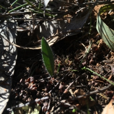 Caladenia actensis (Canberra Spider Orchid) at Majura, ACT by AaronClausen