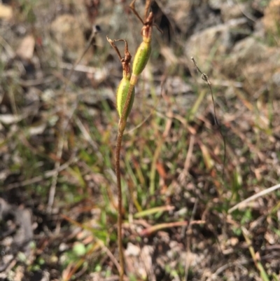 Eriochilus cucullatus (Parson's Bands) at Gungahlin, ACT - 17 May 2015 by AaronClausen